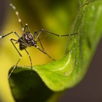 mosquito-aedes-aegypti-810x483