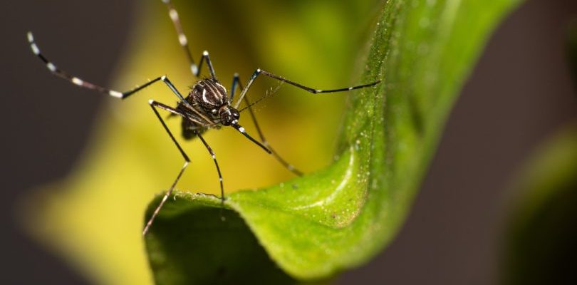 mosquito-aedes-aegypti-810x483